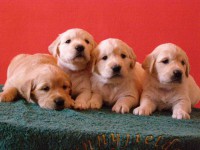 /album/sunny-kutyakozmetika-kisallat-apolas/t-4weeks-girls1-jpg/