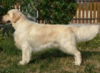 /album/sunny-kutyakozmetika-kisallat-apolas/dogs-sunny-jpg/