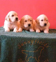 /album/sunny-kutyakozmetika-kisallat-apolas/t-4weeks-boys1-jpg/